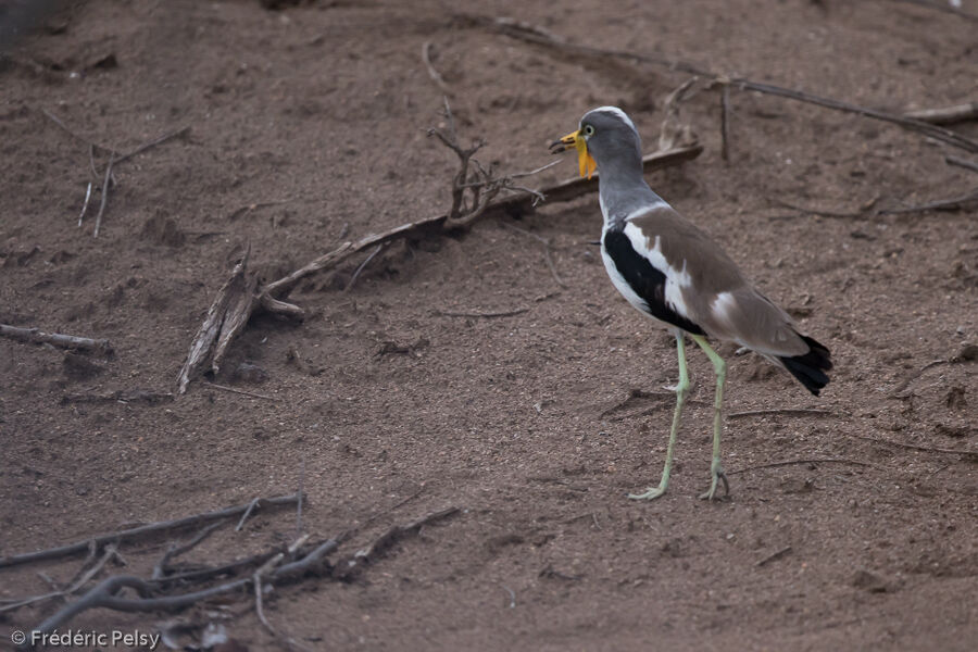 White-crowned Lapwing