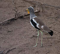 White-crowned Lapwing