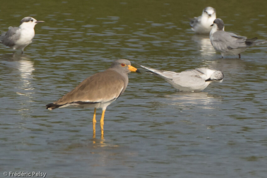 Grey-headed Lapwingadult post breeding, identification