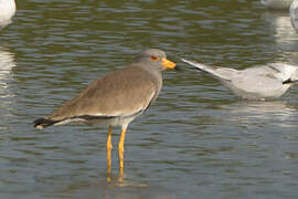 Grey-headed Lapwing