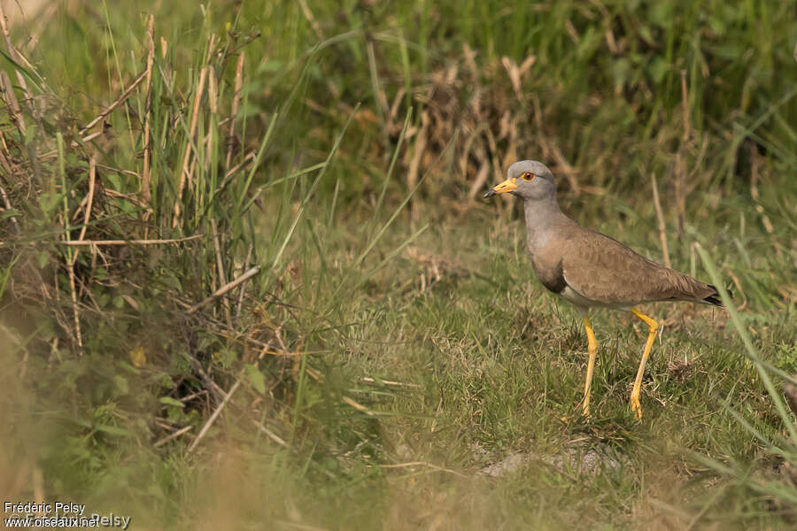 Grey-headed Lapwingadult, identification