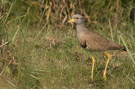 Grey-headed Lapwing