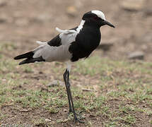 Blacksmith Lapwing