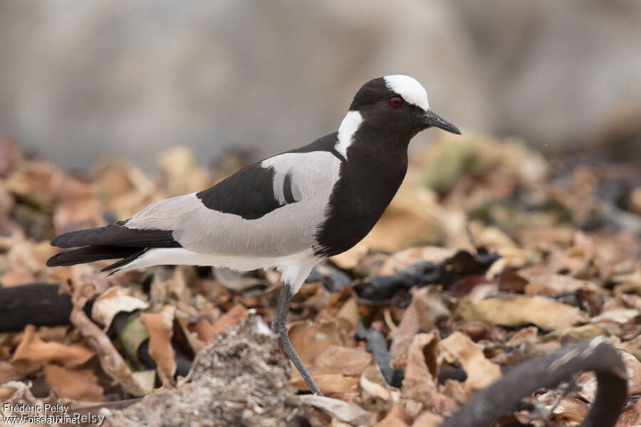 Blacksmith Lapwingadult, identification