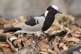 Blacksmith Lapwing