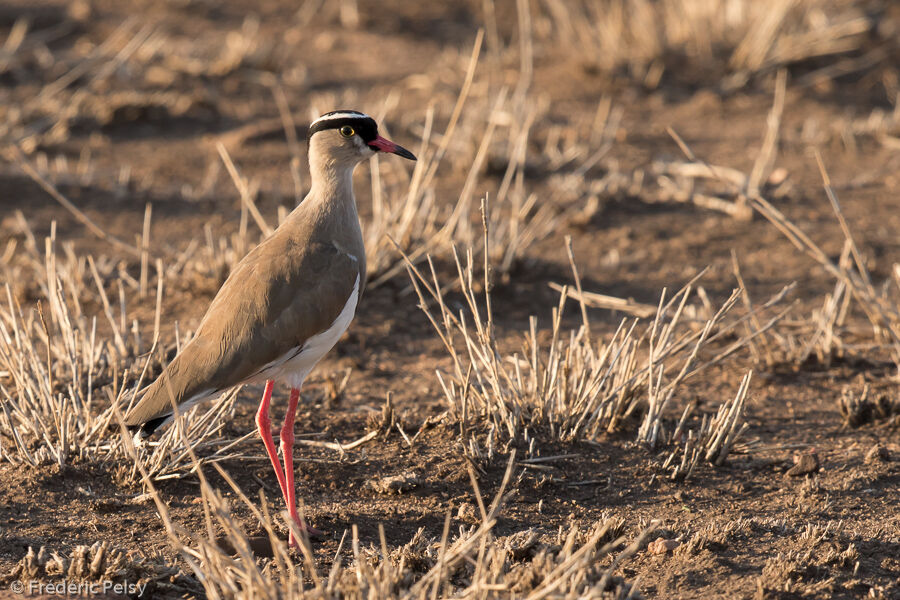 Crowned Lapwing