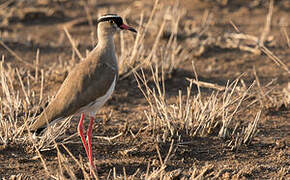 Crowned Lapwing