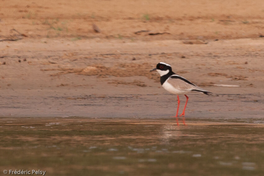 Pied Ploveradult