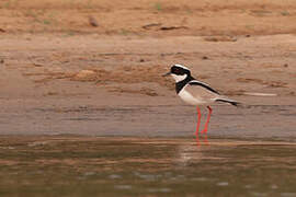 Pied Plover