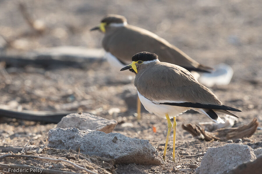 Yellow-wattled Lapwing