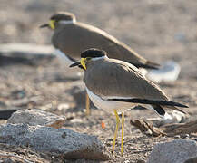 Yellow-wattled Lapwing