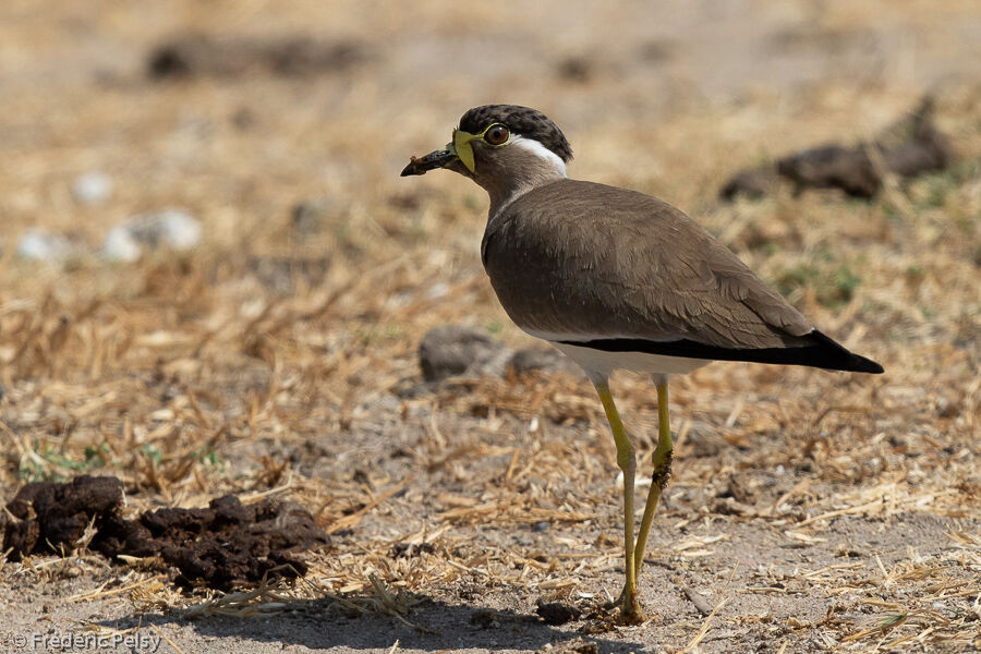 Yellow-wattled Lapwing