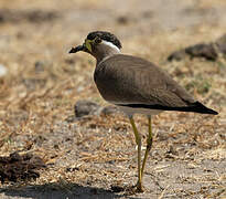 Yellow-wattled Lapwing