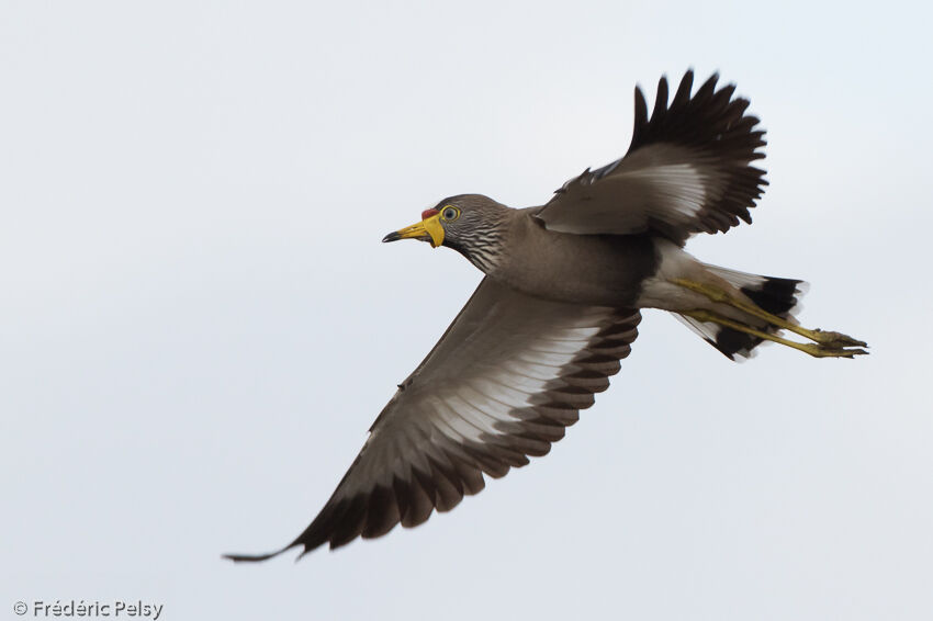 African Wattled Lapwingadult