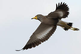 African Wattled Lapwing