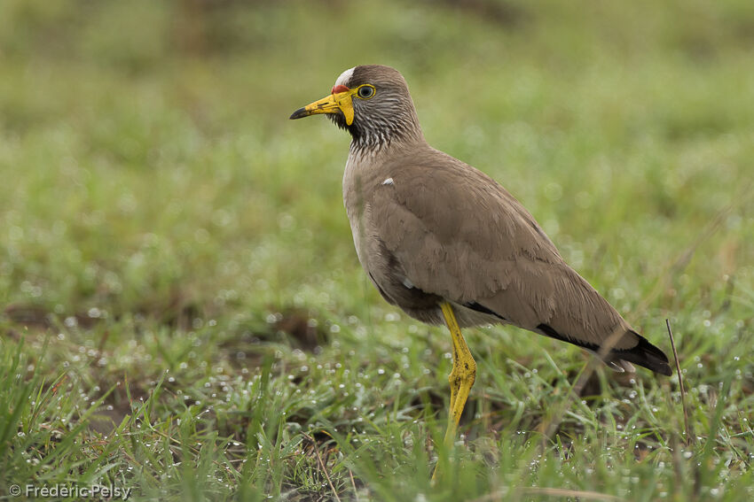 African Wattled Lapwingadult