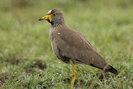 African Wattled Lapwing