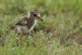 African Wattled Lapwing