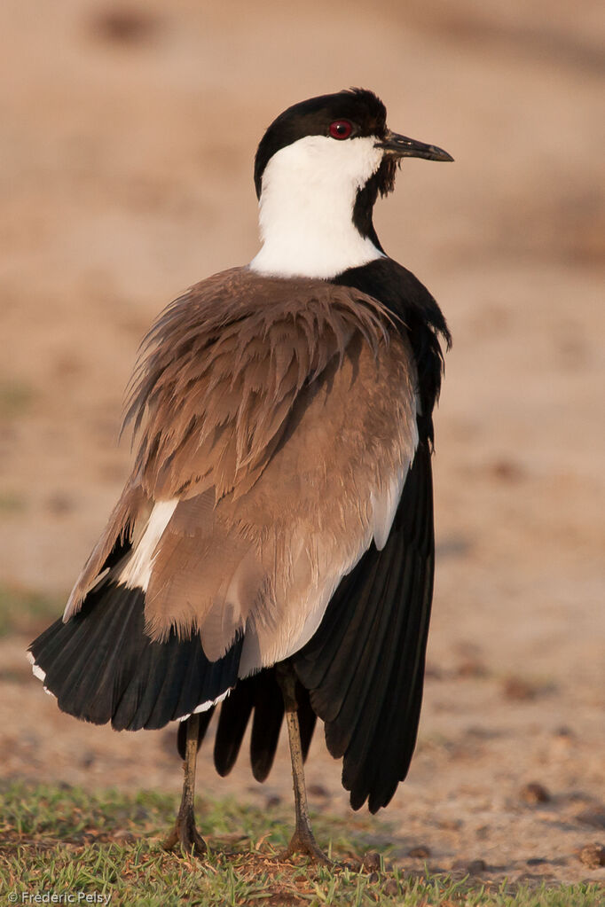 Spur-winged Lapwing