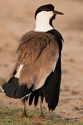 Spur-winged Lapwing