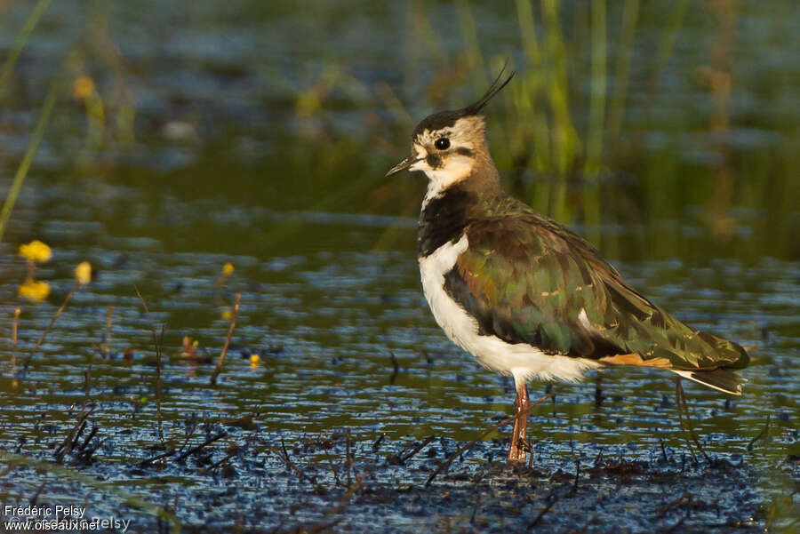 Vanneau huppéadulte, identification