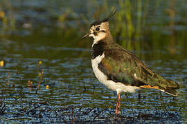 Northern Lapwing