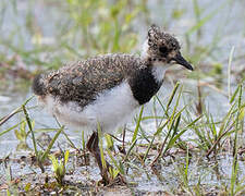 Northern Lapwing