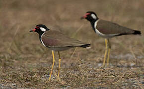 Red-wattled Lapwing