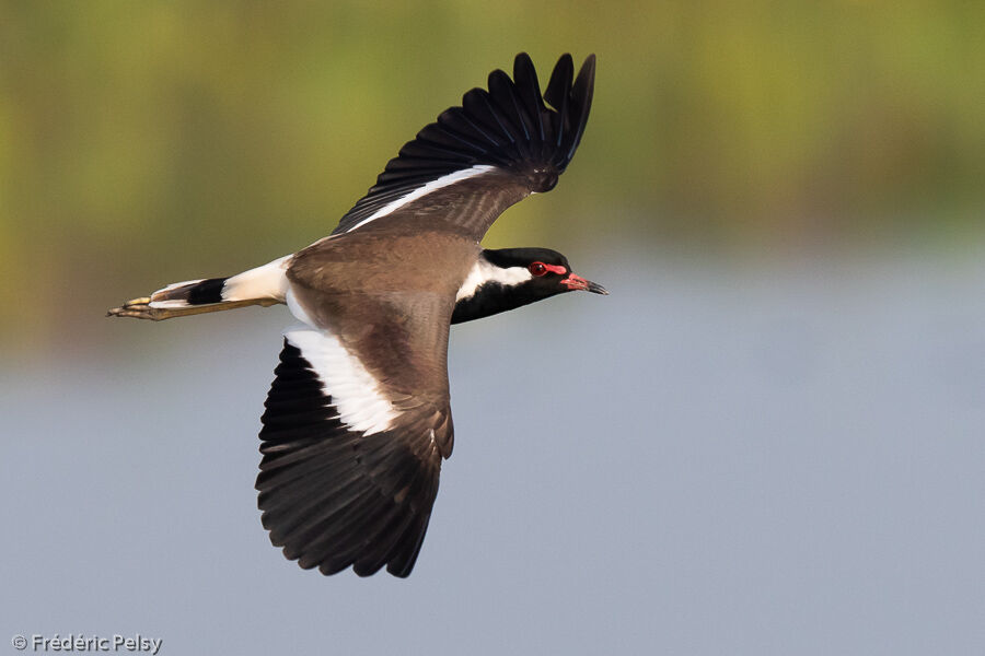 Red-wattled Lapwing, Flight