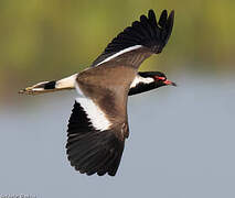 Red-wattled Lapwing