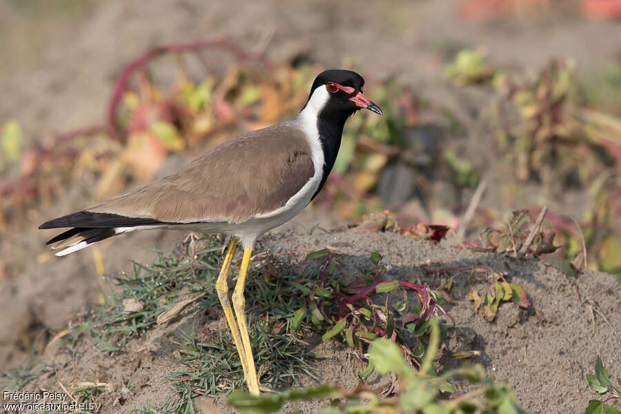 Red-wattled Lapwingadult, identification