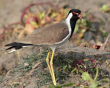 Red-wattled Lapwing