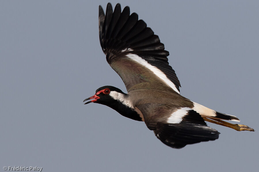 Red-wattled Lapwingadult, Flight