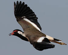 Red-wattled Lapwing