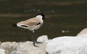 River Lapwing