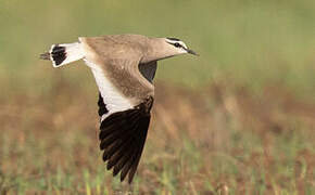 Sociable Lapwing