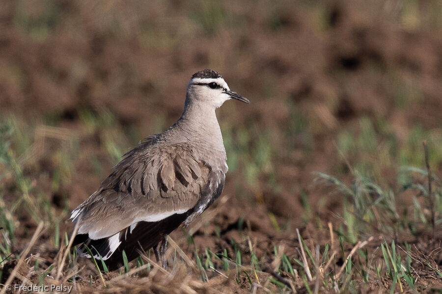 Sociable Lapwing female