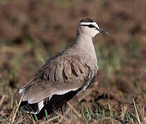 Sociable Lapwing