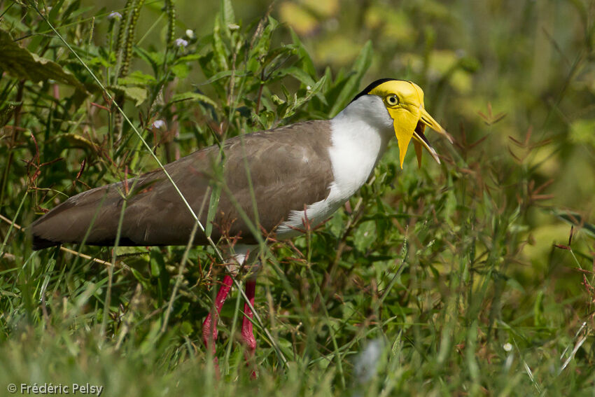 Vanneau soldatadulte