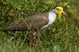 Masked Lapwing