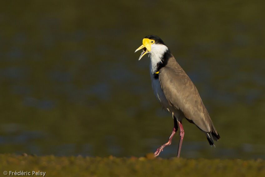 Masked Lapwingadult