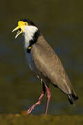 Masked Lapwing