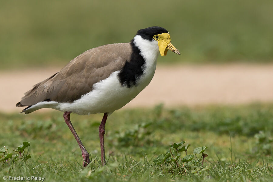 Masked Lapwing