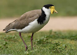 Masked Lapwing