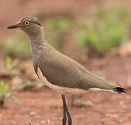 Senegal Lapwing