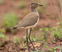 Senegal Lapwing