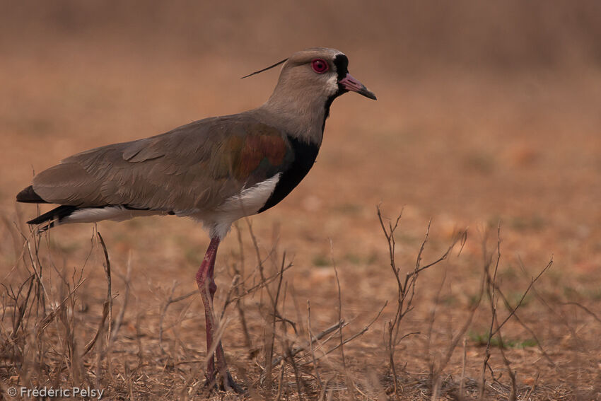 Southern Lapwing