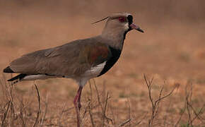 Southern Lapwing