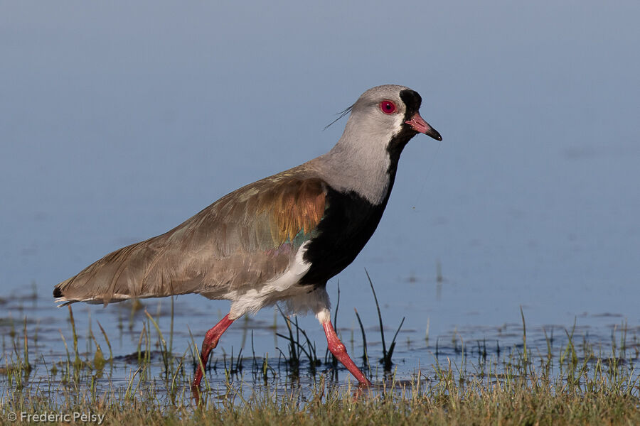 Southern Lapwing