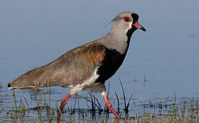 Southern Lapwing